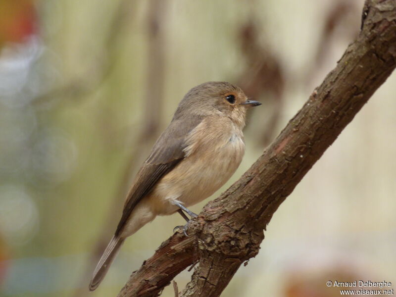 African Dusky Flycatcher