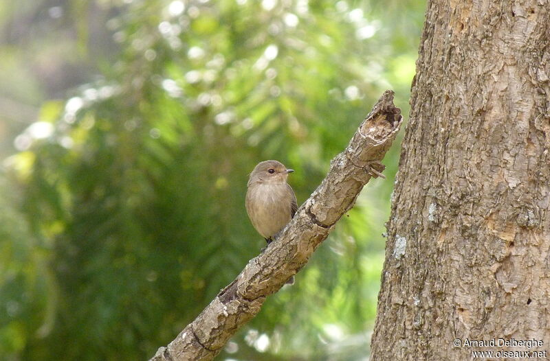 African Dusky Flycatcher