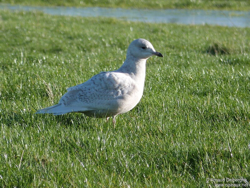 Iceland Gull