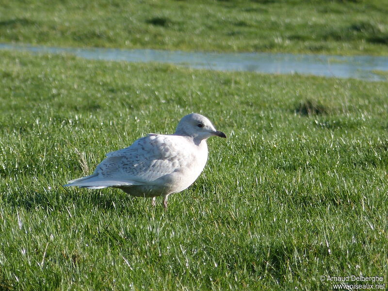 Iceland Gull