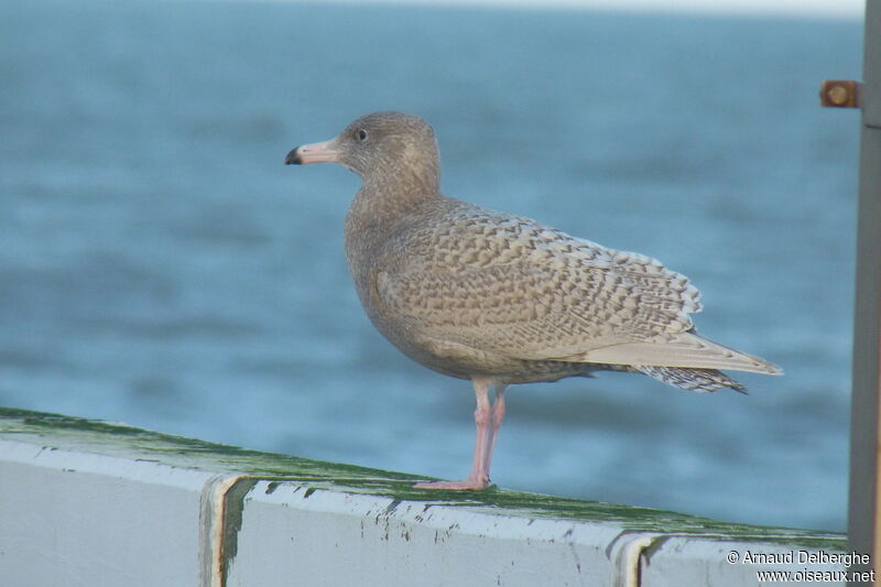 Glaucous Gull