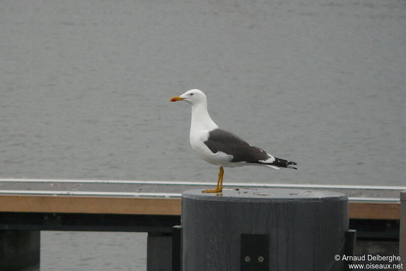 Lesser Black-backed Gull