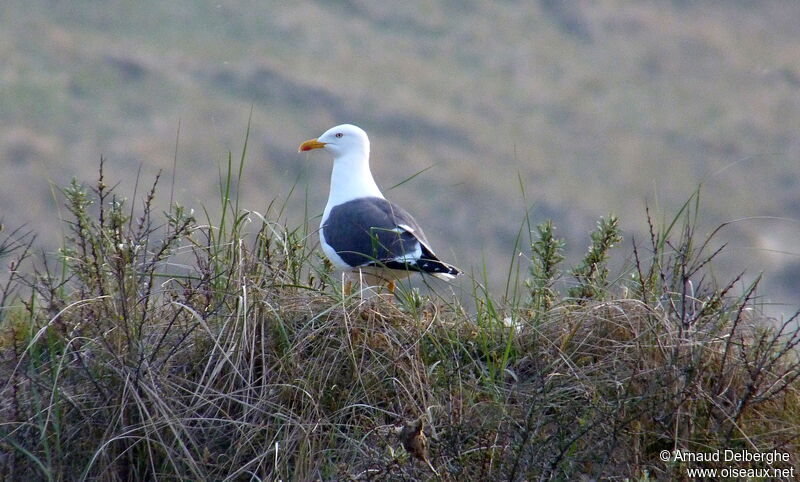 Lesser Black-backed Gull