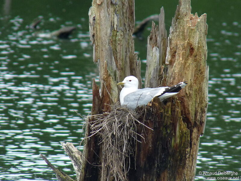 Common Gull