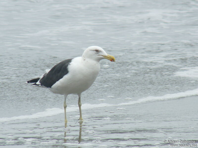 Kelp Gull