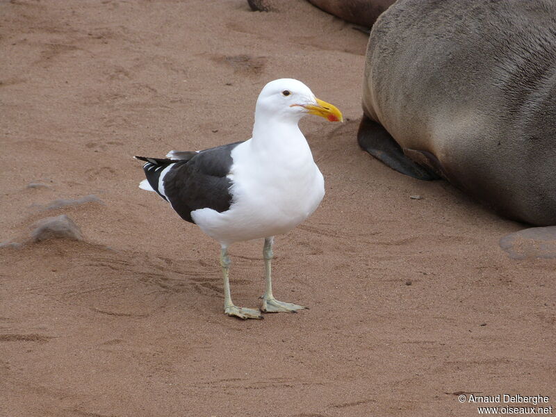 Kelp Gull