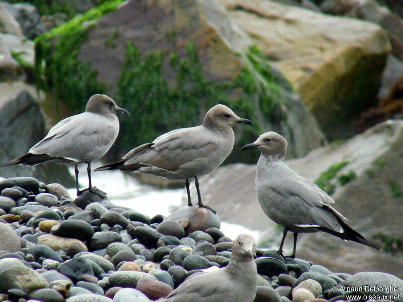 Goéland gris