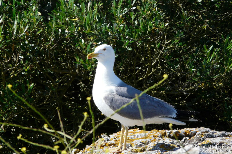 Yellow-legged Gull