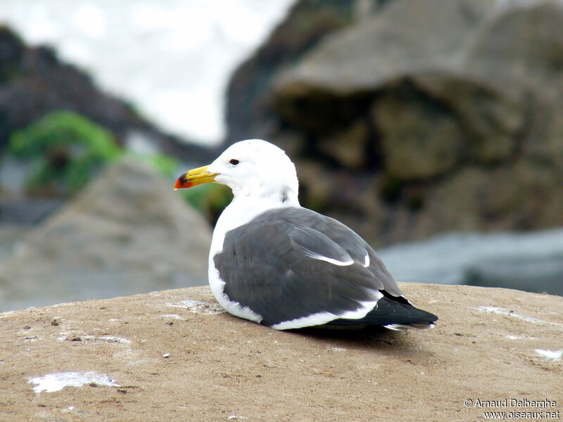 Belcher's Gull