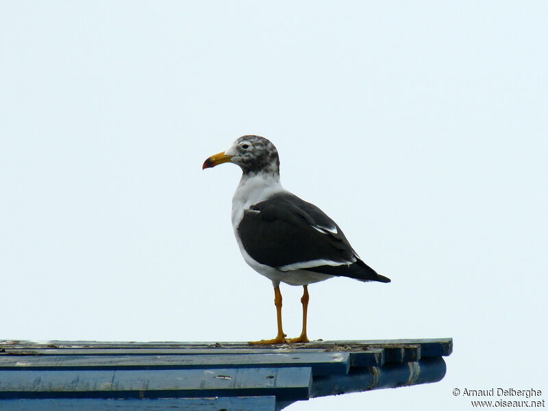 Belcher's Gull