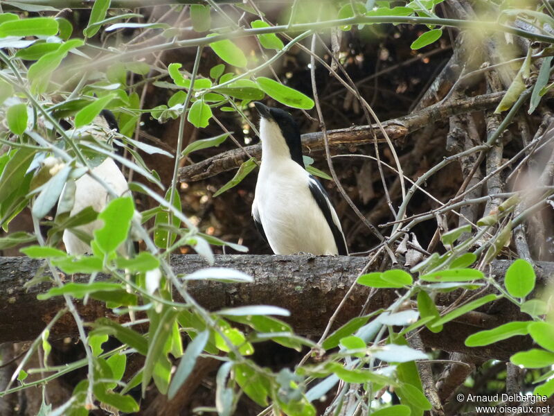 Swamp Boubou