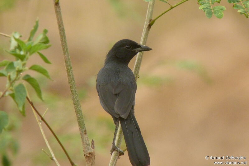 Slate-colored Boubou