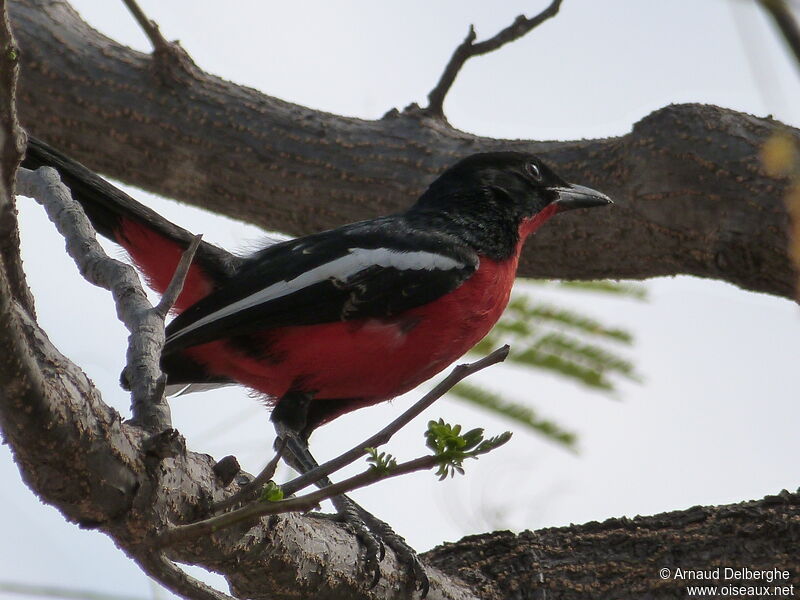 Gonolek rouge et noir