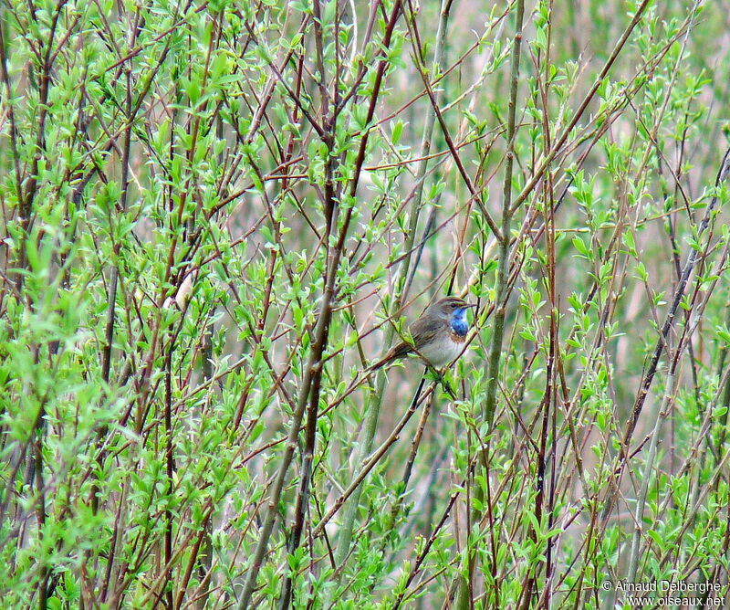 Gorgebleue à miroir