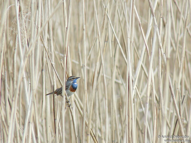 Bluethroat