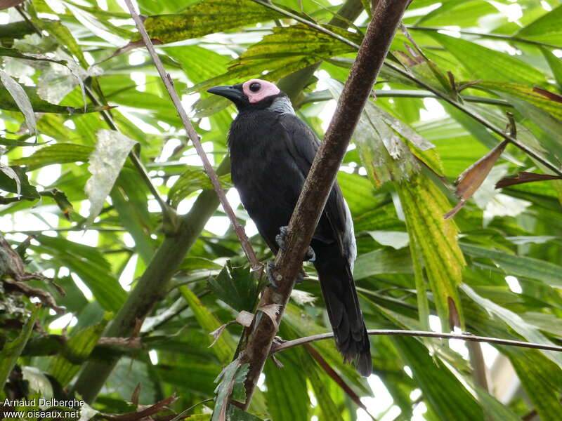 Goulin grisadulte, identification