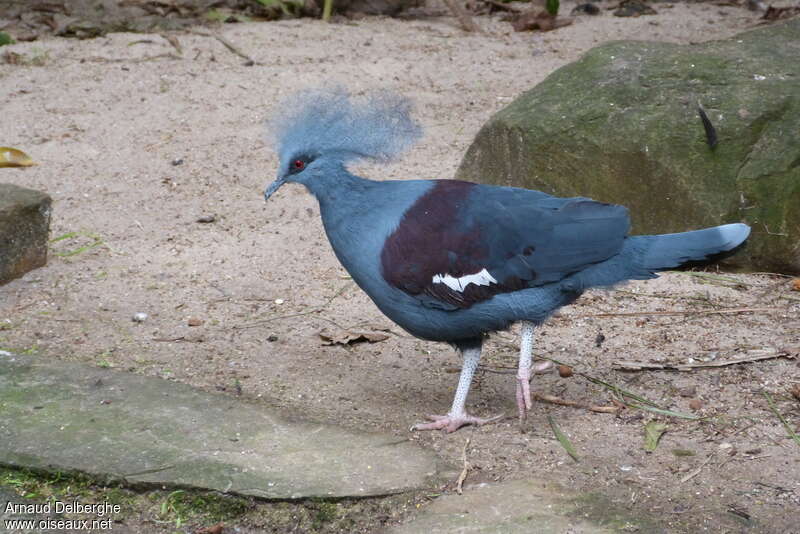 Western Crowned Pigeonadult, identification