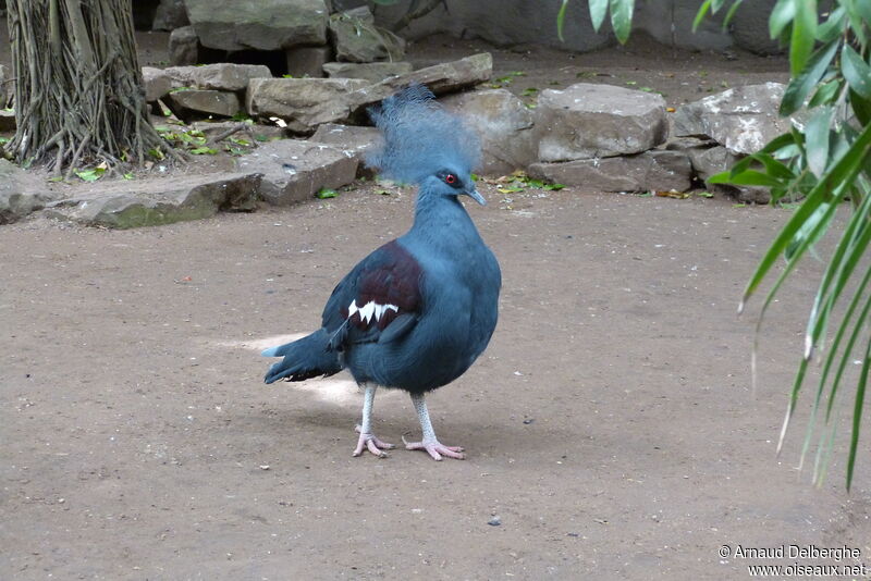 Western Crowned Pigeon