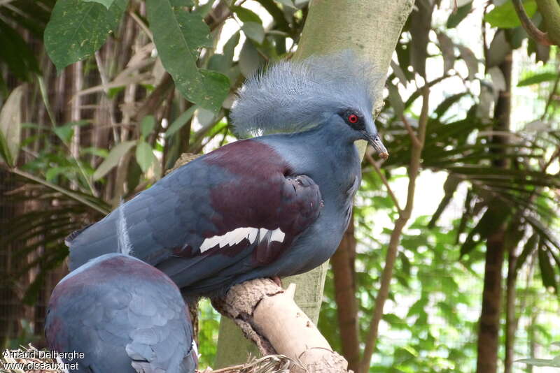 Western Crowned Pigeonadult, close-up portrait