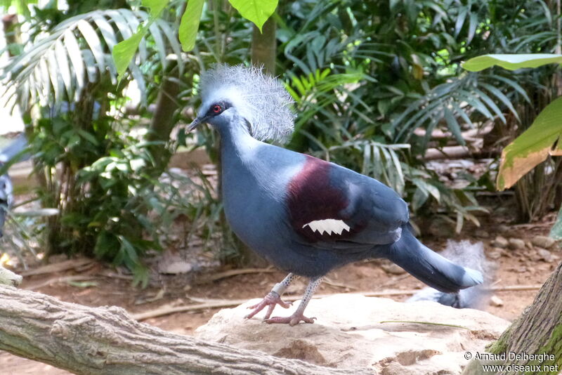 Western Crowned Pigeon