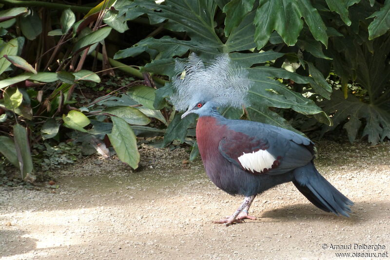 Scheepmaker's Crowned Pigeon