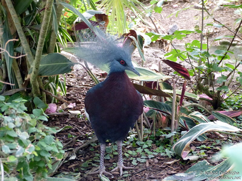 Scheepmaker's Crowned Pigeon