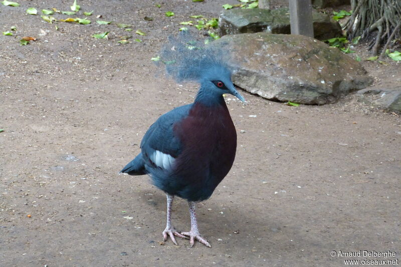 Scheepmaker's Crowned Pigeon