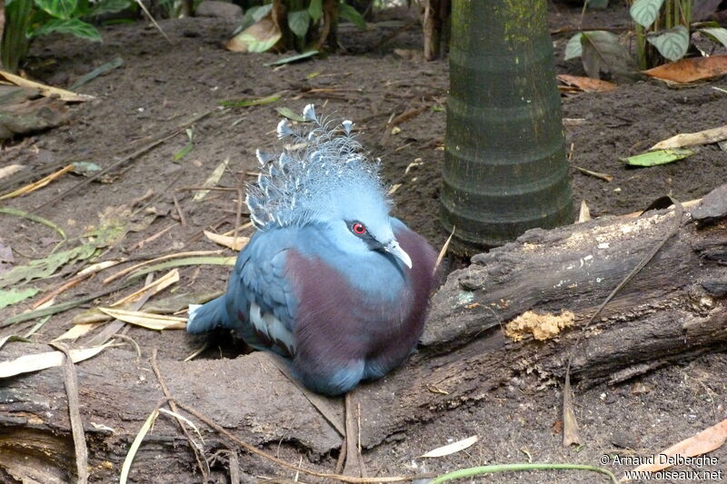 Victoria Crowned Pigeon