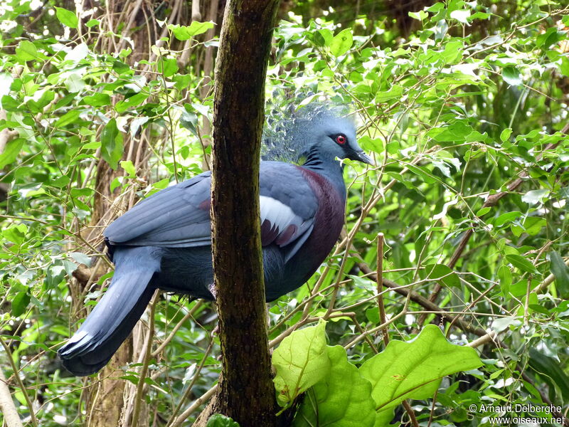 Victoria Crowned Pigeon