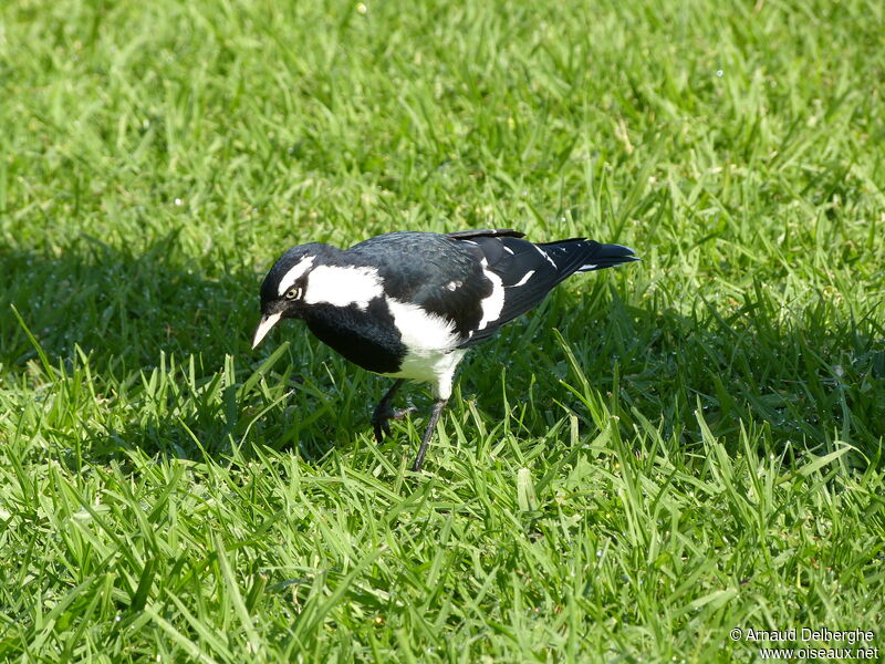 Magpie-lark