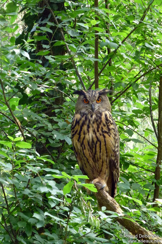 Eurasian Eagle-Owl