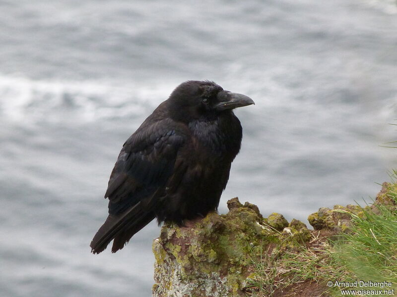 Northern Raven