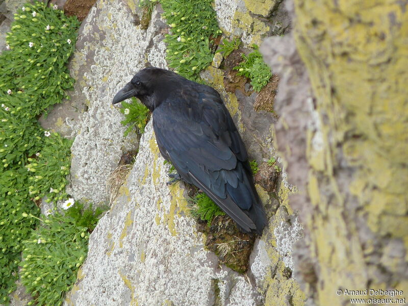 Northern Raven