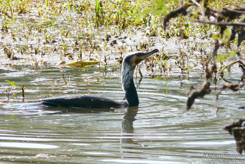 Great Cormorant