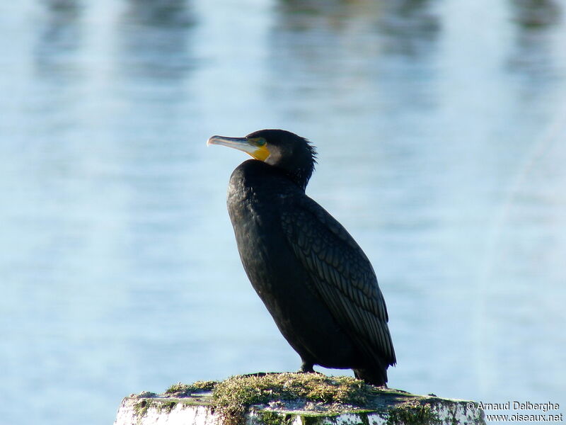 Great Cormorant