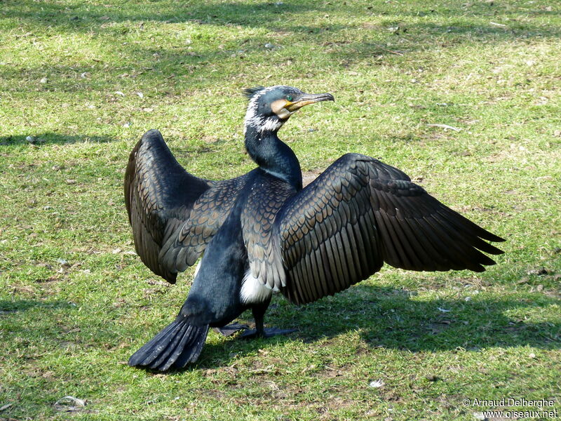 Great Cormorant