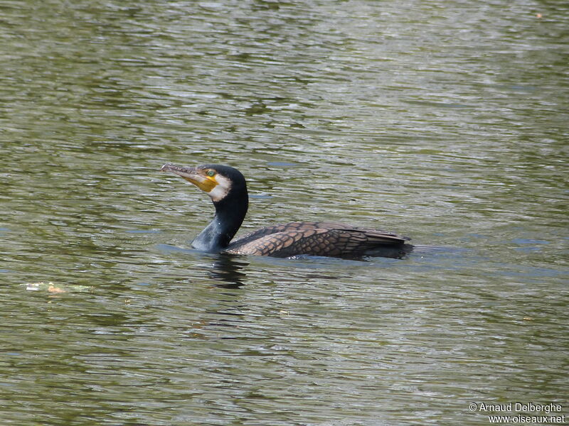 Great Cormorant