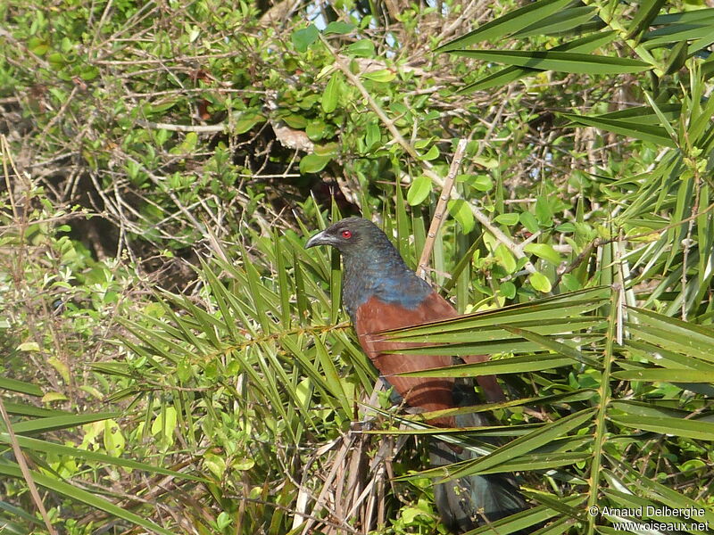 Greater Coucal