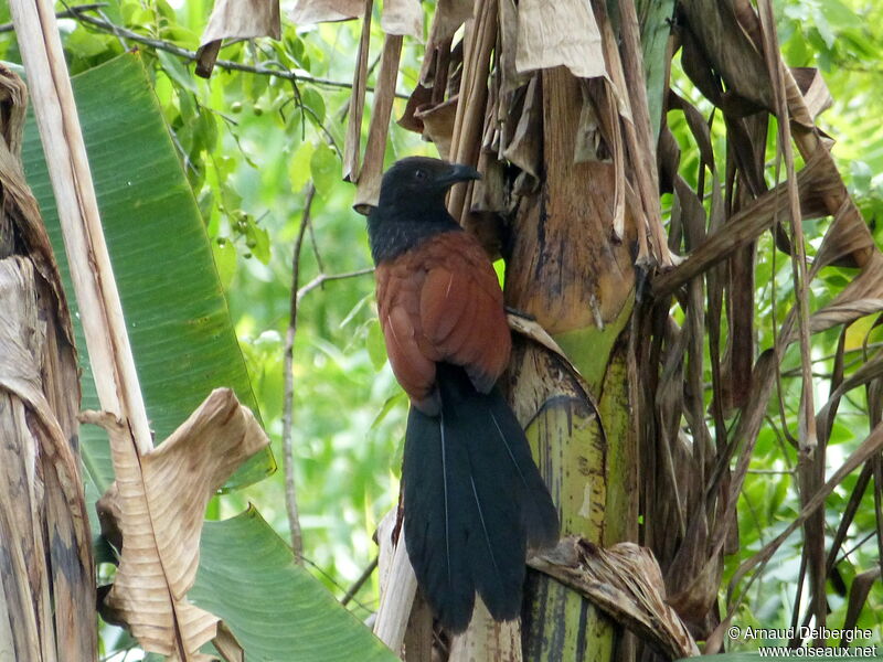 Greater Coucal