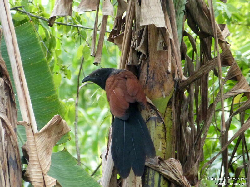 Grand Coucal