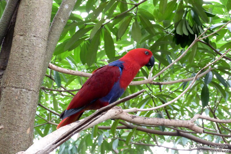 Moluccan Eclectus