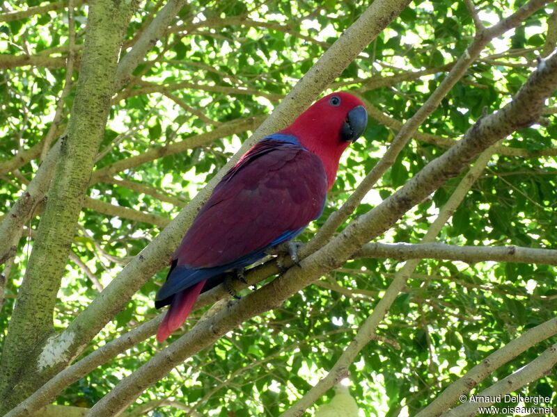 Grand Éclectus femelle adulte, identification