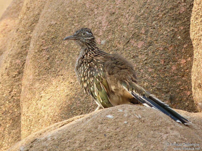 Greater Roadrunner