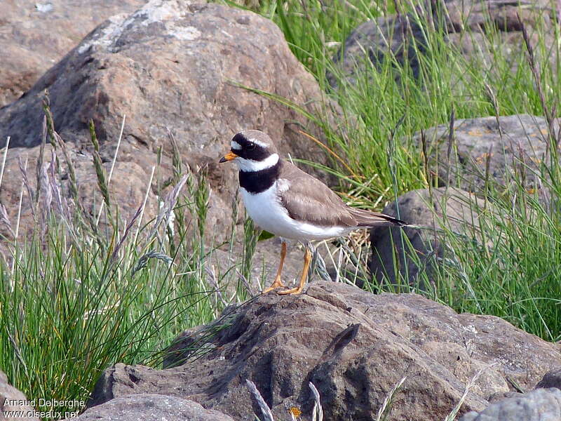 Common Ringed Plover male adult breeding, habitat