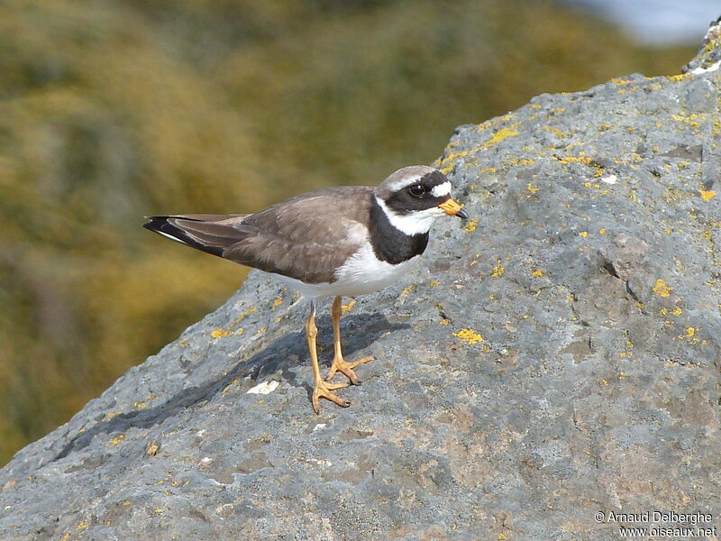 Common Ringed Plover