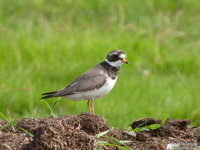 Common Ringed Plover