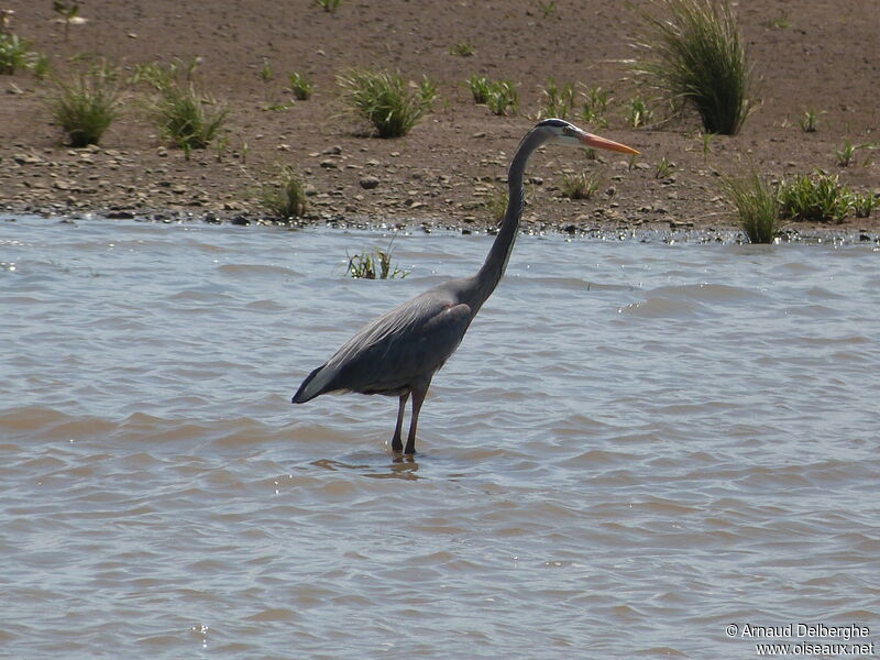 Great Blue Heron