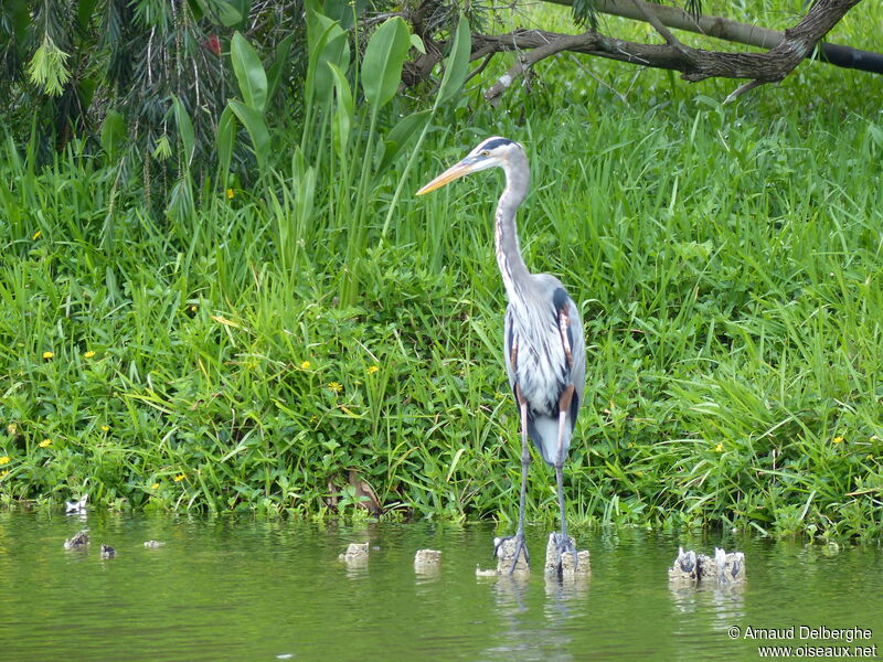 Great Blue Heron