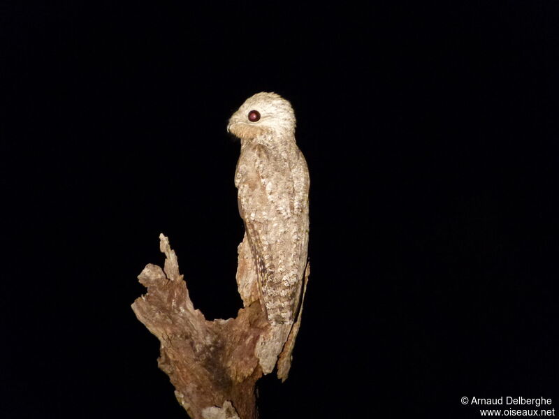 Great Potoo