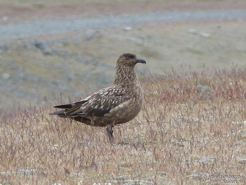 Great Skua